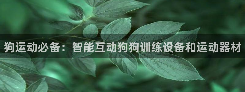 凯捷体育开户：狗运动必备：智能互动狗狗训练设备和运动
